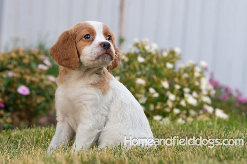 Pictures of adorable French Brittany puppies in front of the flowers