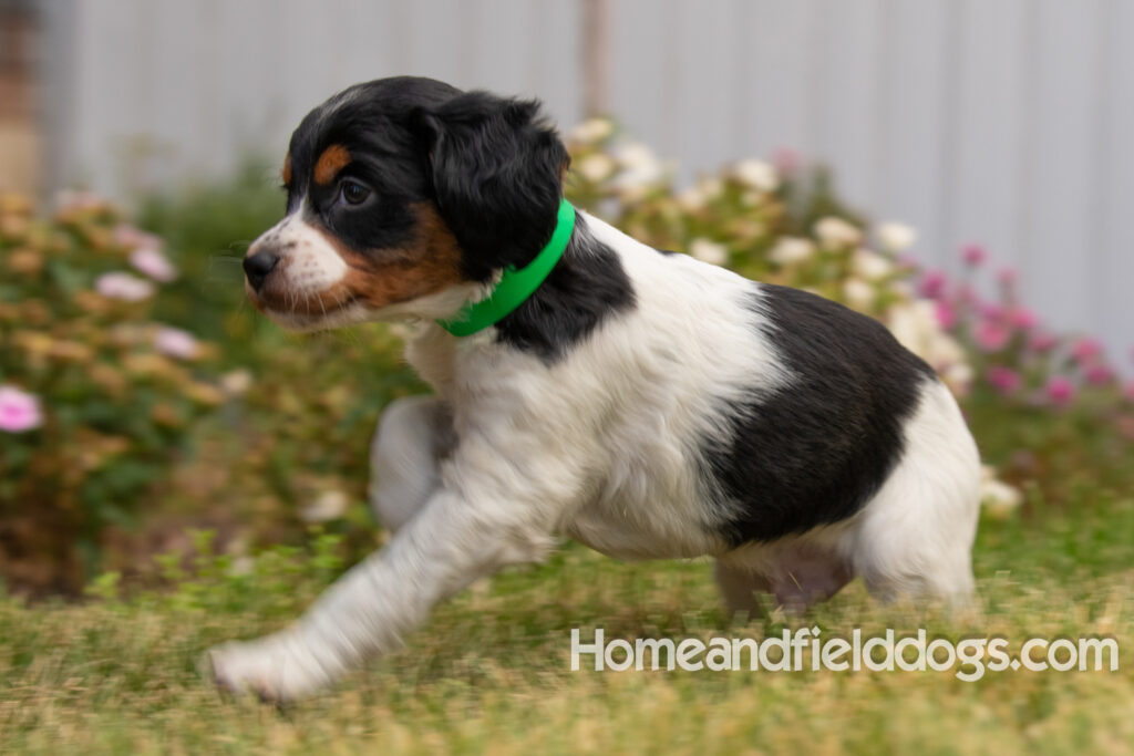 Pictures of adorable French Brittany puppies in front of the flowers