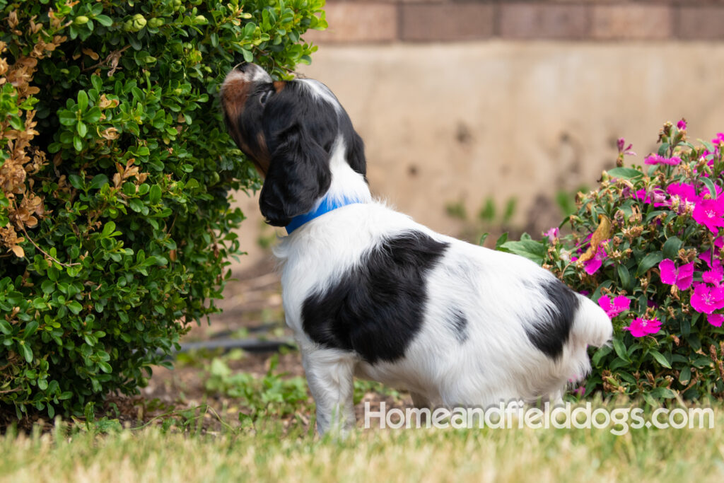 Pictures of adorable French Brittany puppies in front of the flowers