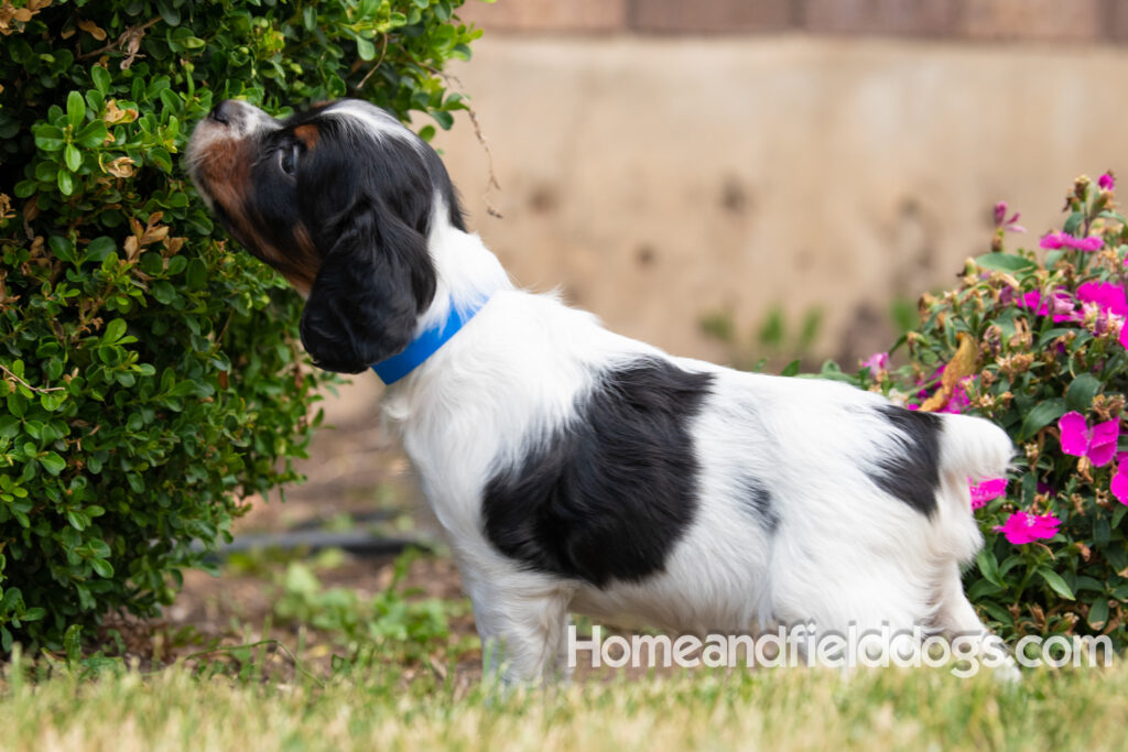 Pictures of adorable French Brittany puppies in front of the flowers