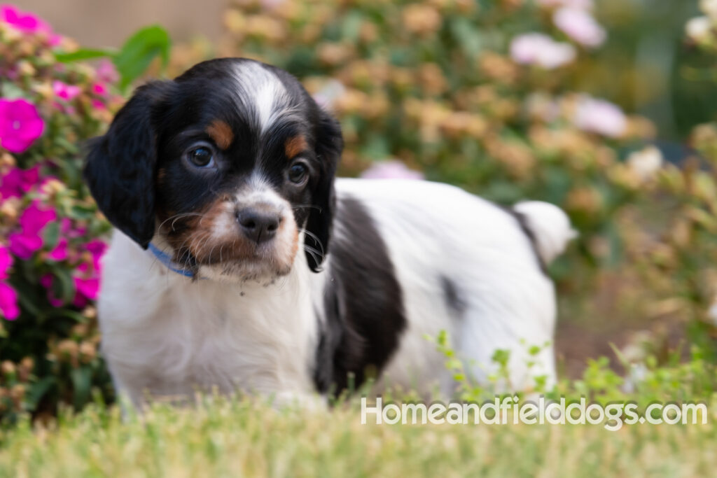 Pictures of adorable French Brittany puppies in front of the flowers