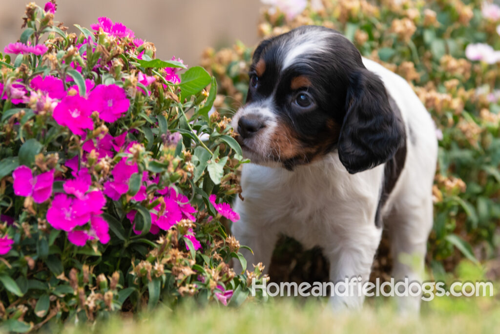 Pictures of adorable French Brittany puppies in front of the flowers