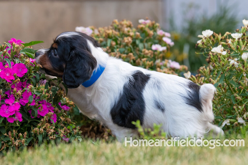 Pictures of adorable French Brittany puppies in front of the flowers