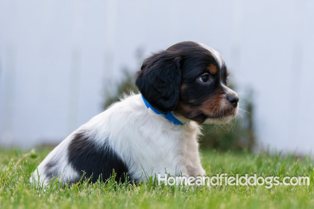 Pictures of adorable French Brittany puppies in front of the flowers