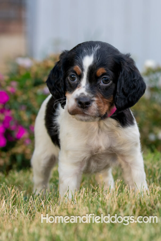 Pictures of adorable French Brittany puppies in front of the flowers