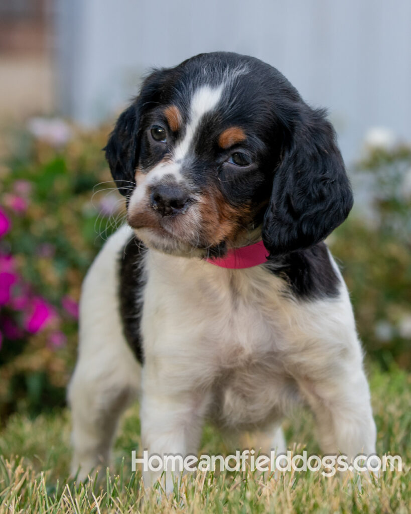 Pictures of adorable French Brittany puppies in front of the flowers