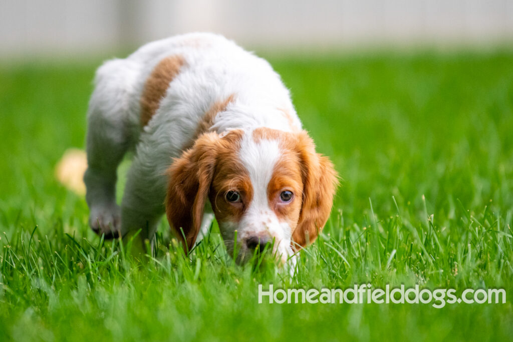 An orange and white french brittany puppy plays in the river