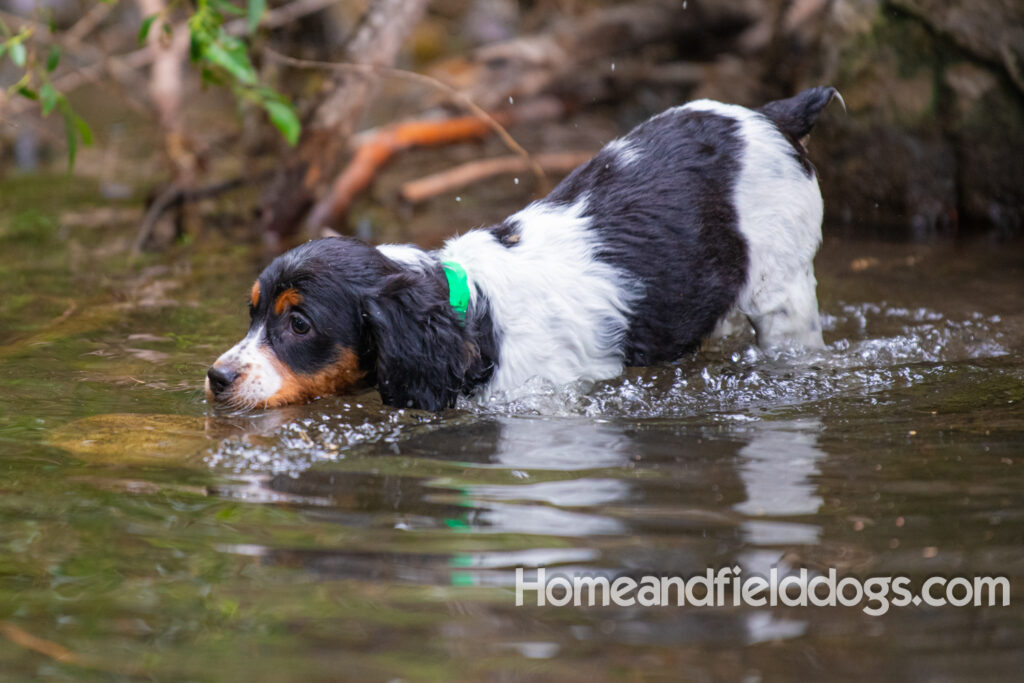 Young tricolor French brittany puppy playing in the stream