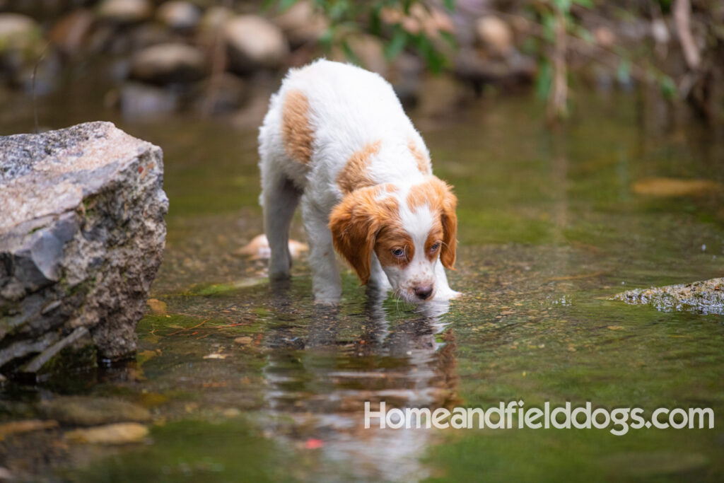 An orange and white french brittany puppy plays in the river