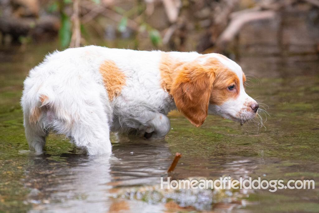 An orange and white french brittany puppy plays in the river