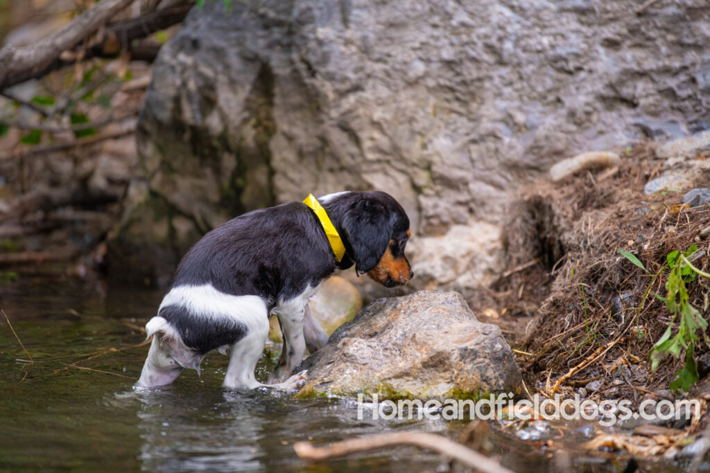 Photo album of a French Brittany puppy playing with sticks in the park and playing in the river