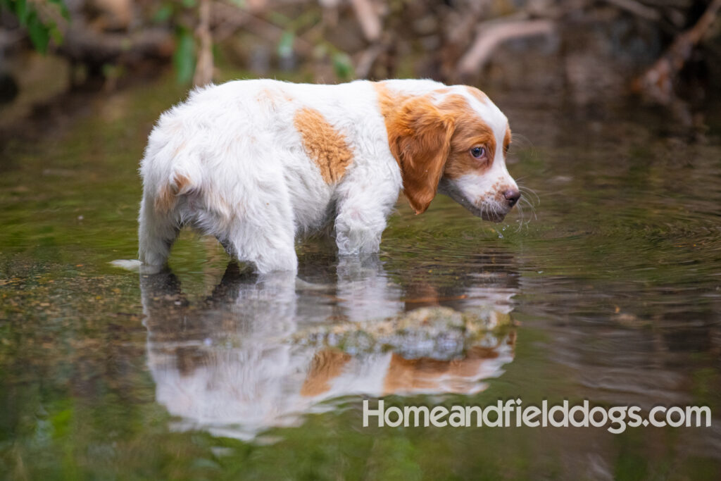 An orange and white french brittany puppy plays in the river