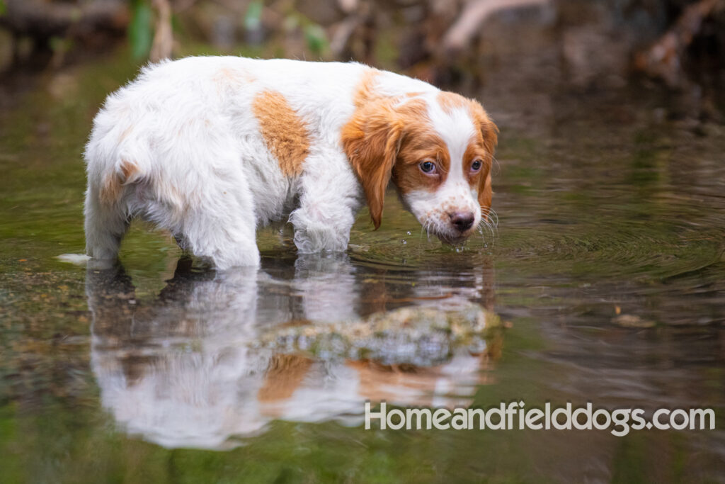 An orange and white french brittany puppy plays in the river