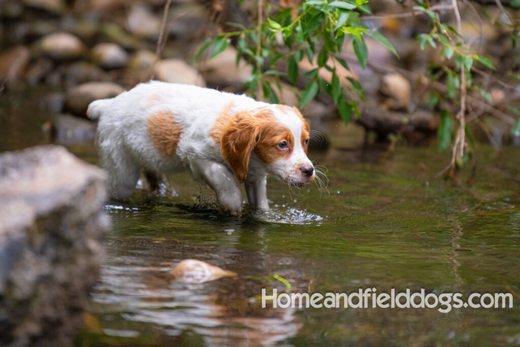 An orange and white french brittany puppy plays in the river