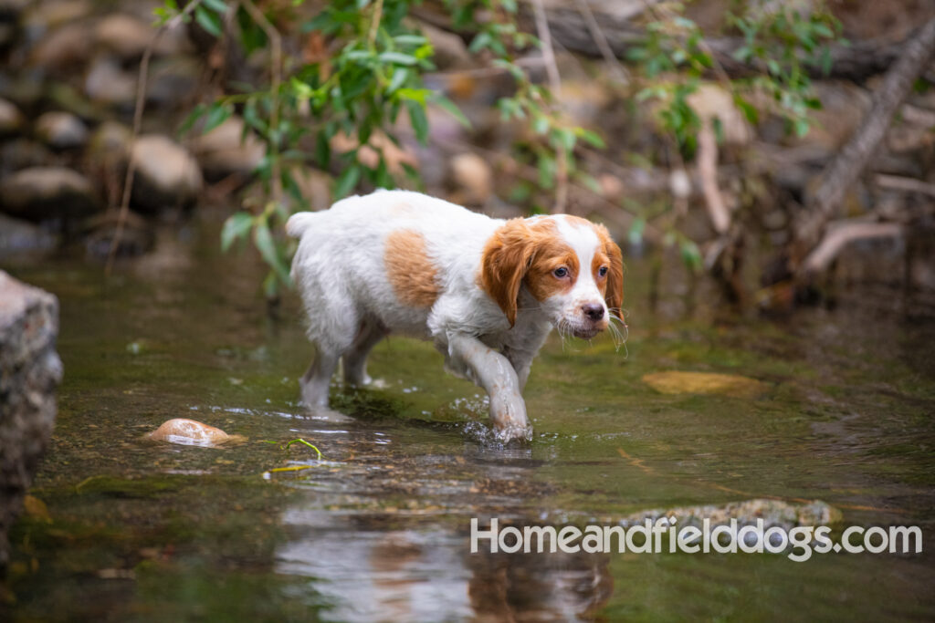 An orange and white french brittany puppy plays in the river