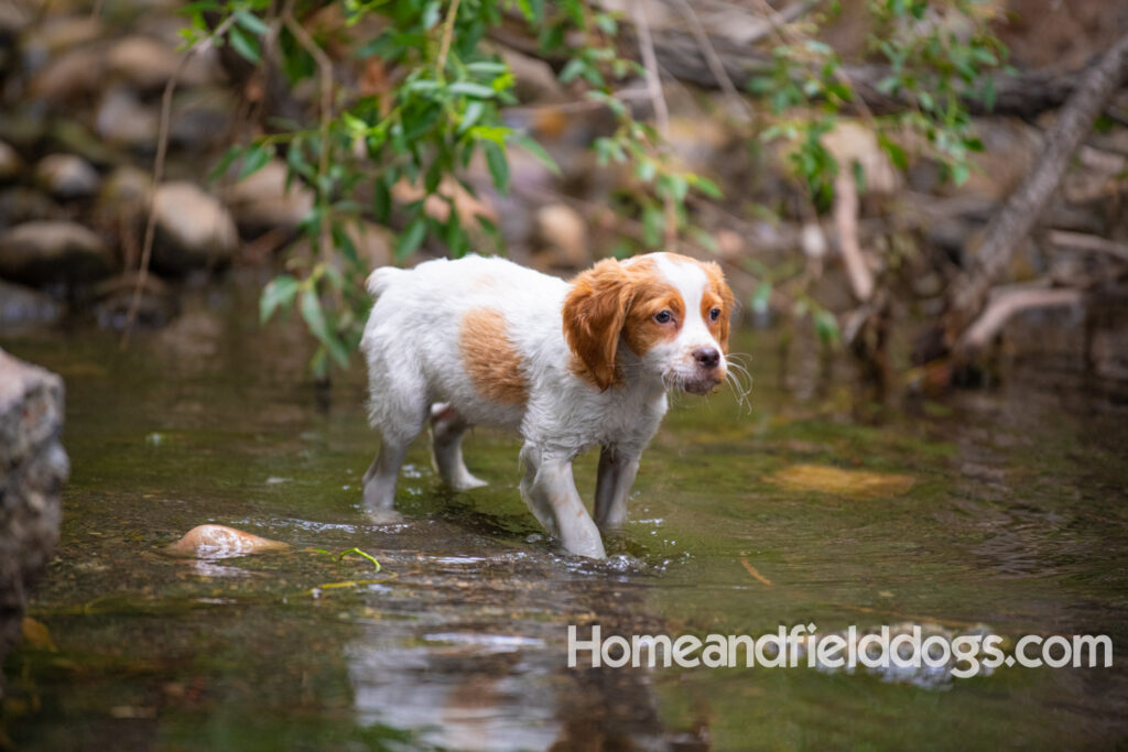 An orange and white french brittany puppy plays in the river