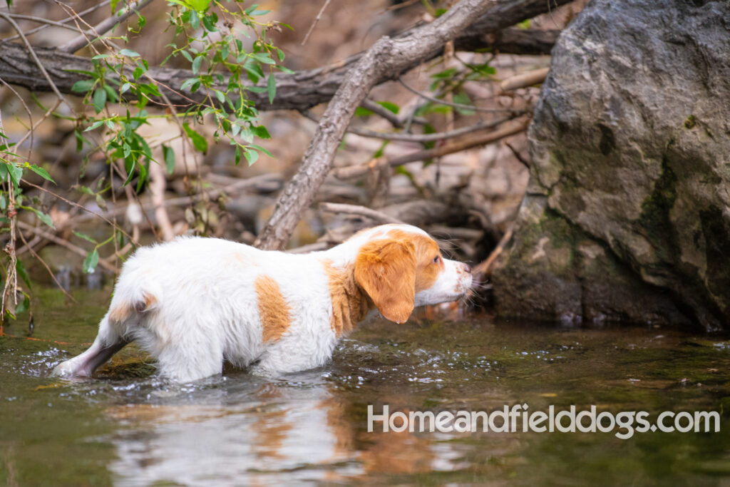 An orange and white french brittany puppy plays in the river