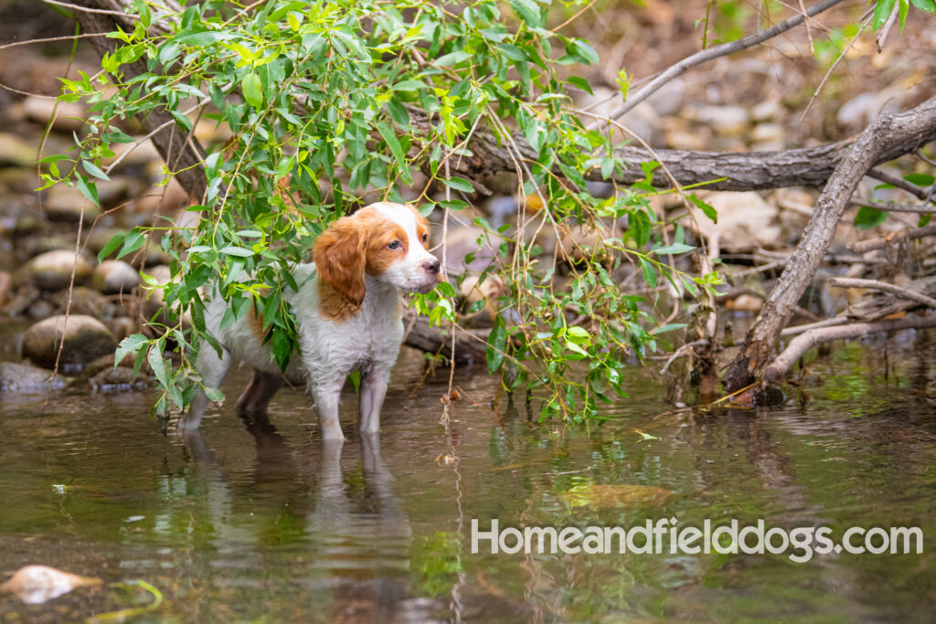 An orange and white french brittany puppy plays in the river