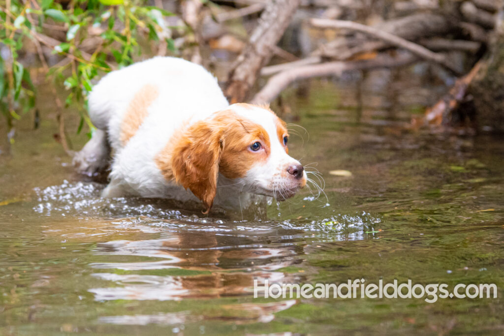 An orange and white french brittany puppy plays in the river