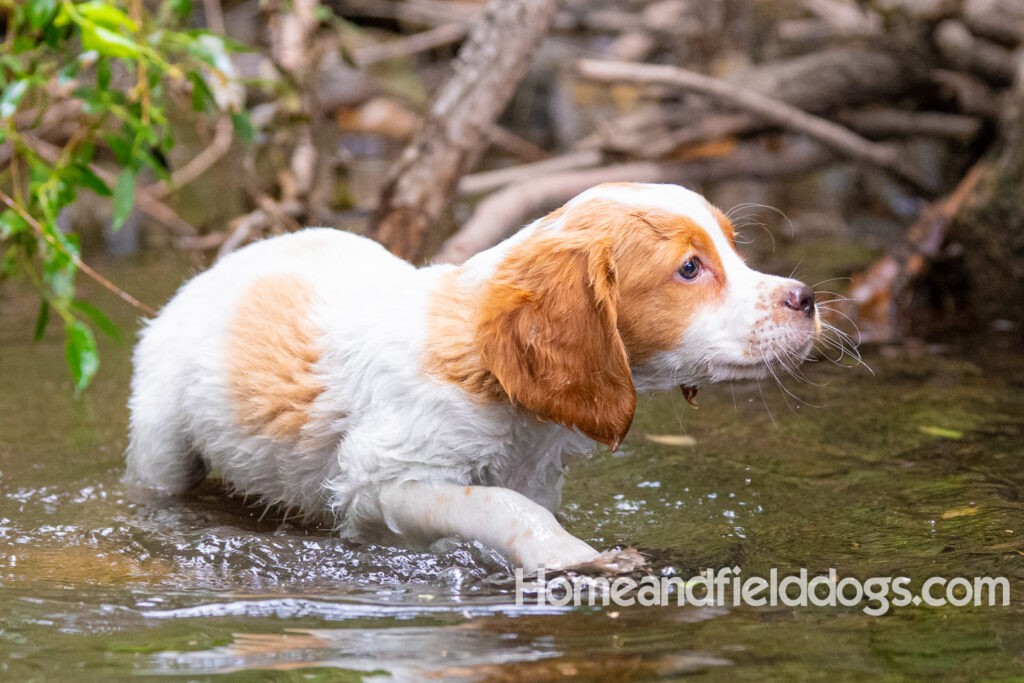An orange and white french brittany puppy plays in the river