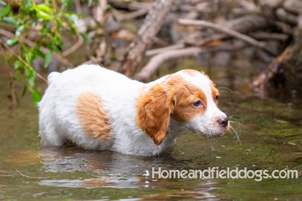 An orange and white french brittany puppy plays in the river