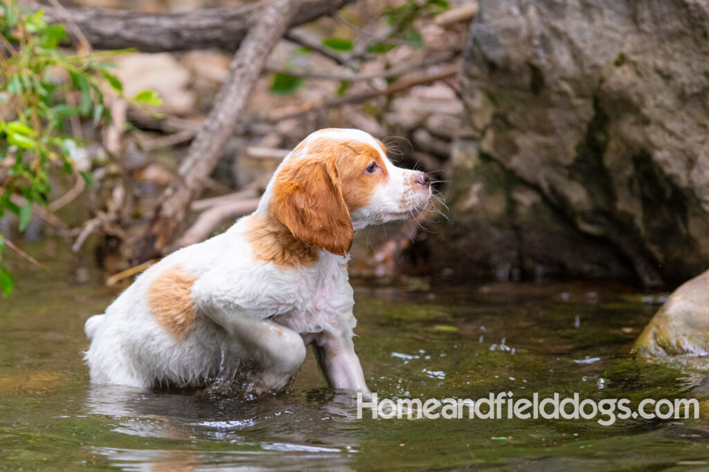 An orange and white french brittany puppy plays in the river