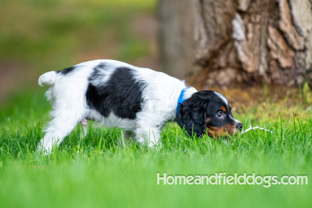 Cute black tricolor french brittany puppy playing in the stream