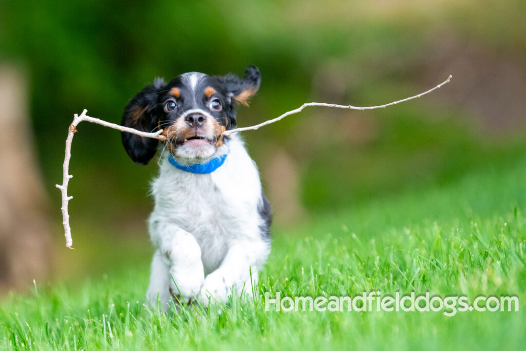 Cute black tricolor french brittany puppy playing in the stream