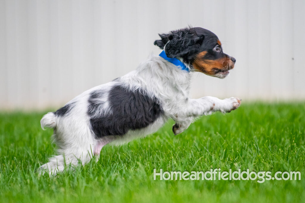 Cute black tricolor french brittany puppy playing in the stream
