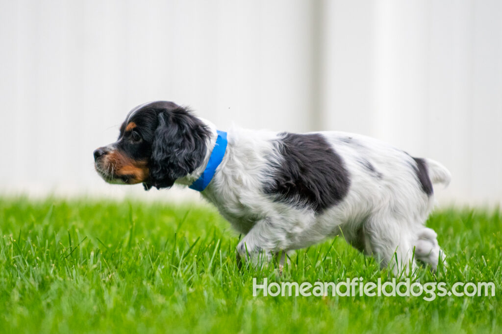 Cute black tricolor french brittany puppy playing in the stream
