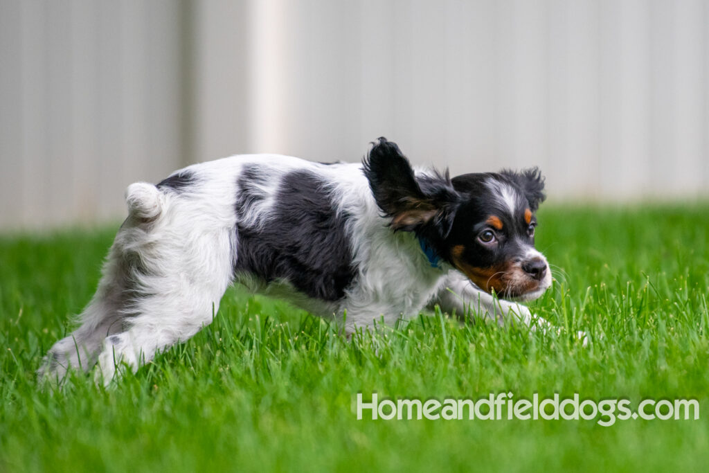 Cute black tricolor french brittany puppy playing in the stream