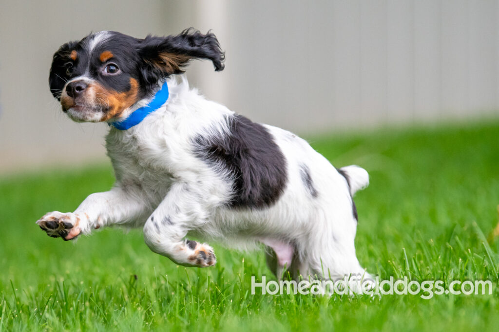 Cute black tricolor french brittany puppy playing in the stream