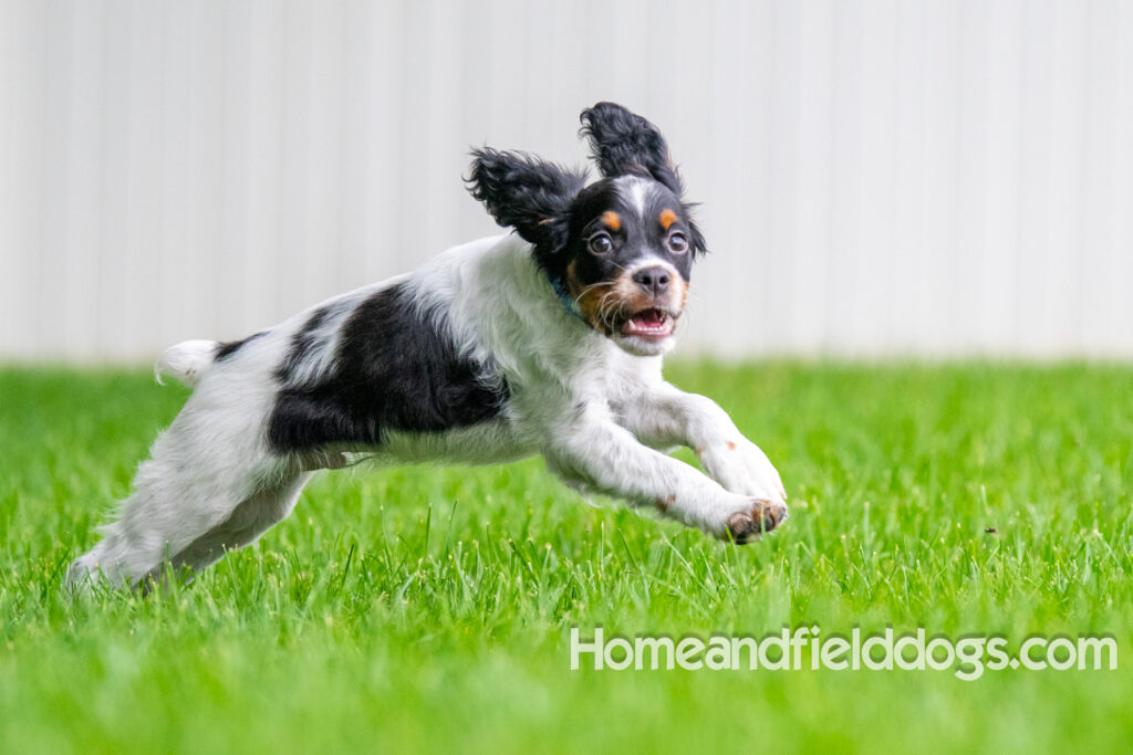 Cute black tricolor french brittany puppy playing in the stream