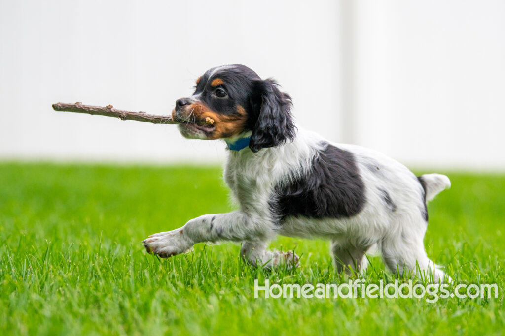Cute black tricolor french brittany puppy playing in the stream