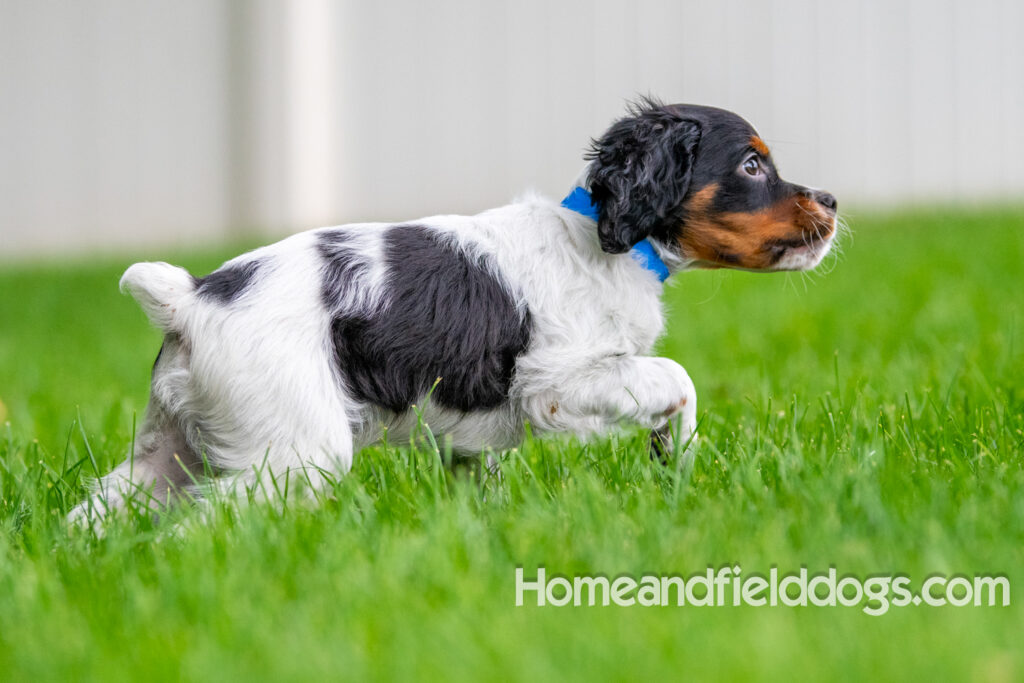 Cute black tricolor french brittany puppy playing in the stream