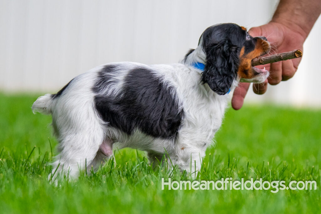 Cute black tricolor french brittany puppy playing in the stream