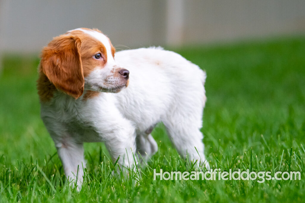 An orange and white french brittany puppy plays in the river