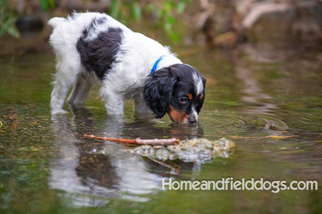 Cute black tricolor french brittany puppy playing in the stream