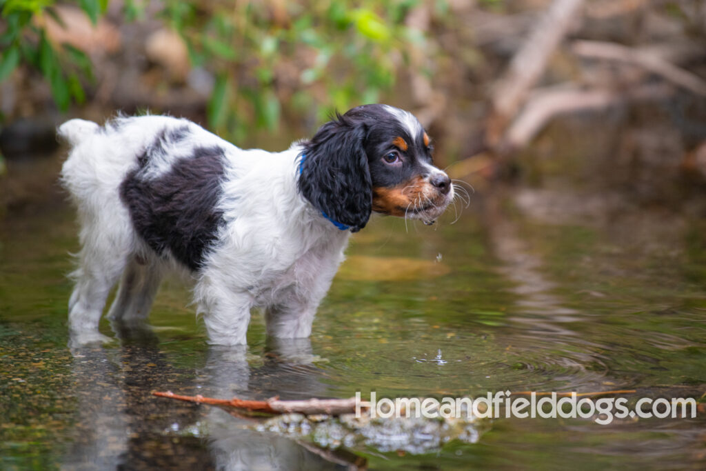 Cute black tricolor french brittany puppy playing in the stream