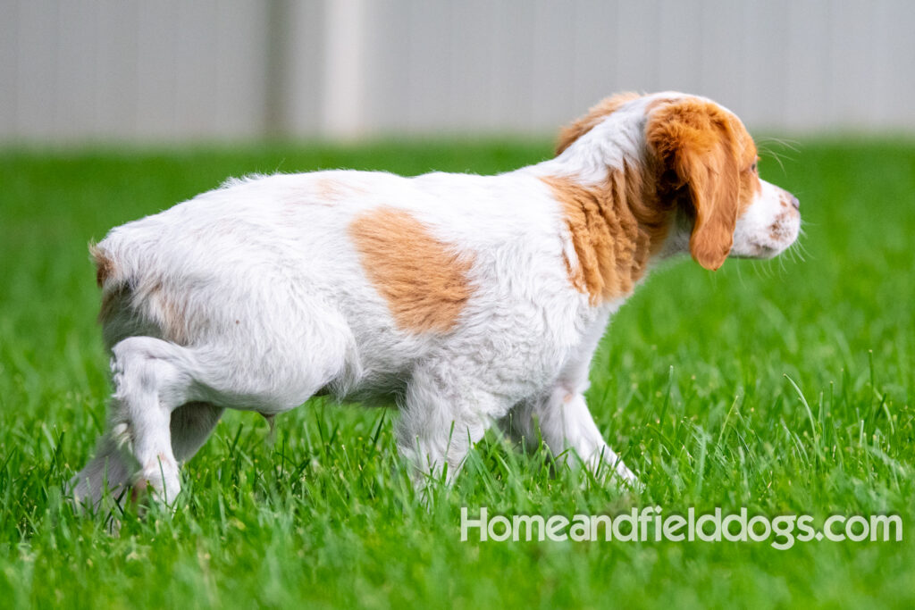 An orange and white french brittany puppy plays in the river