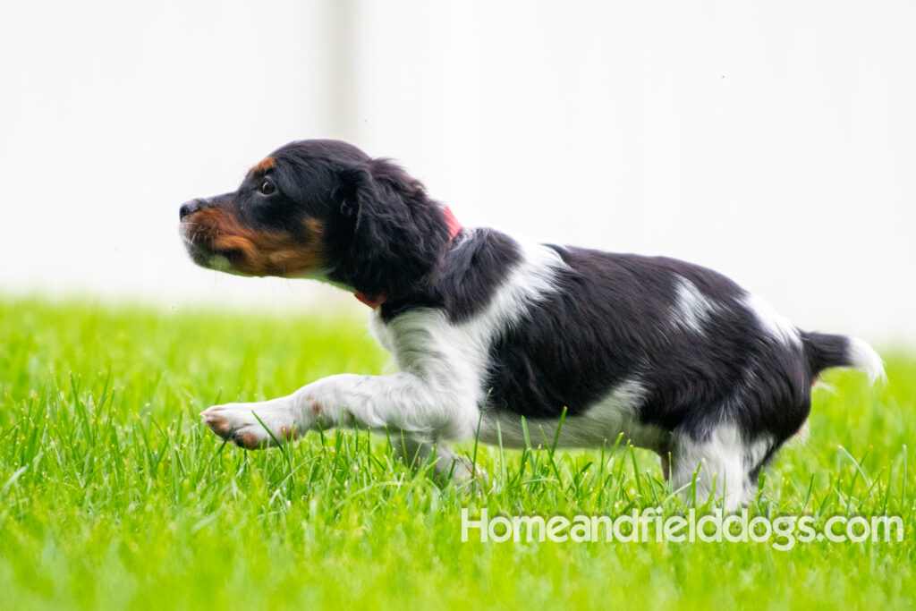 Photos of a French Brittany playing in the stream