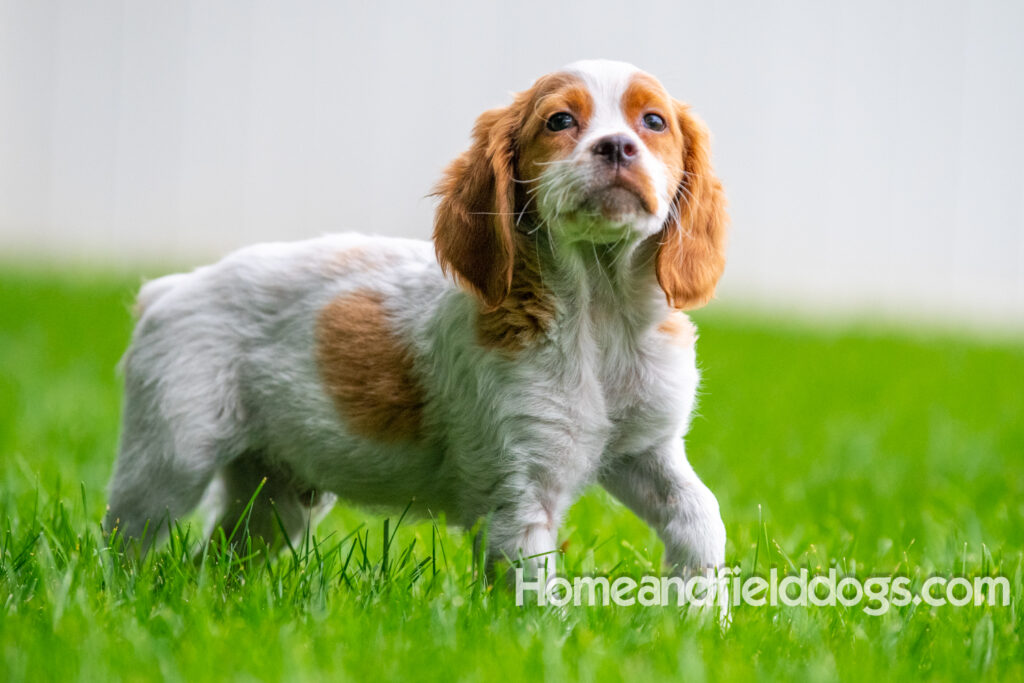 An orange and white french brittany puppy plays in the river