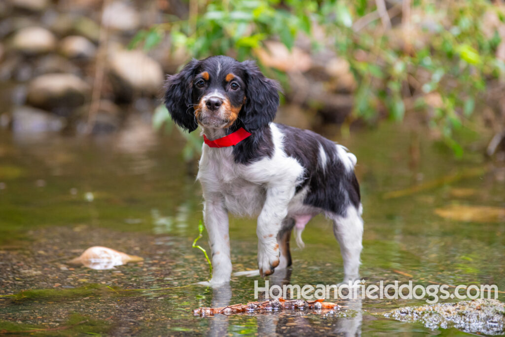 Photos of a French Brittany playing in the stream