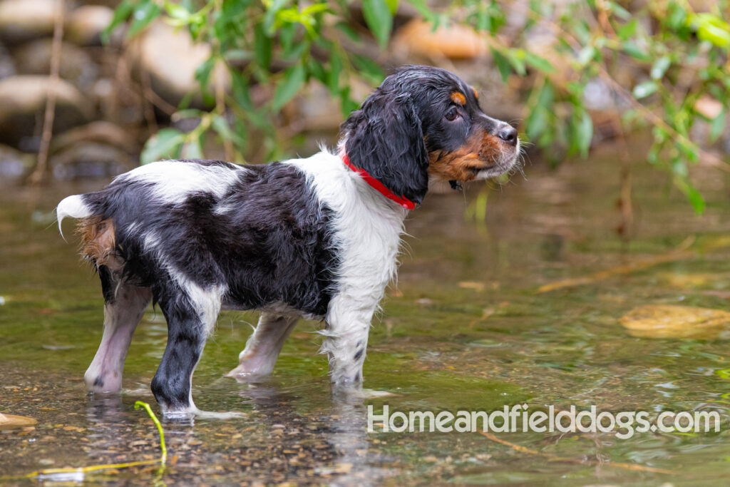 Photos of a French Brittany playing in the stream