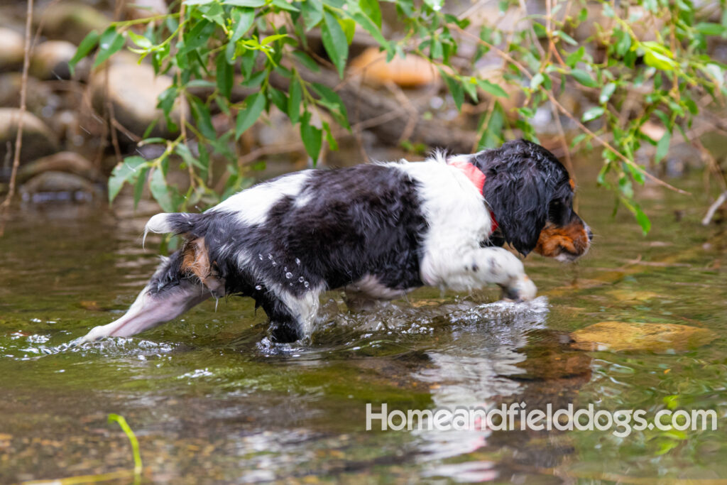 Photos of a French Brittany playing in the stream