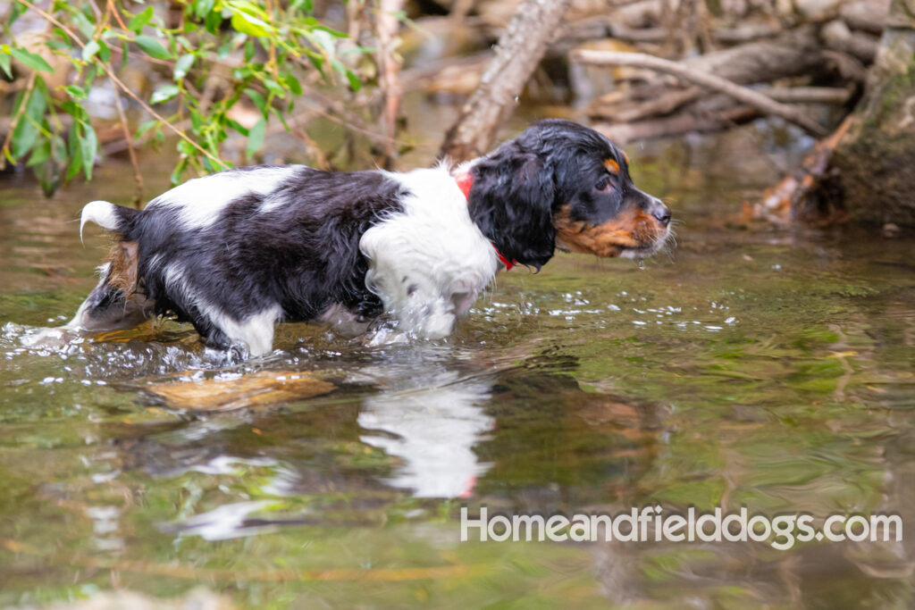 Photos of a French Brittany playing in the stream