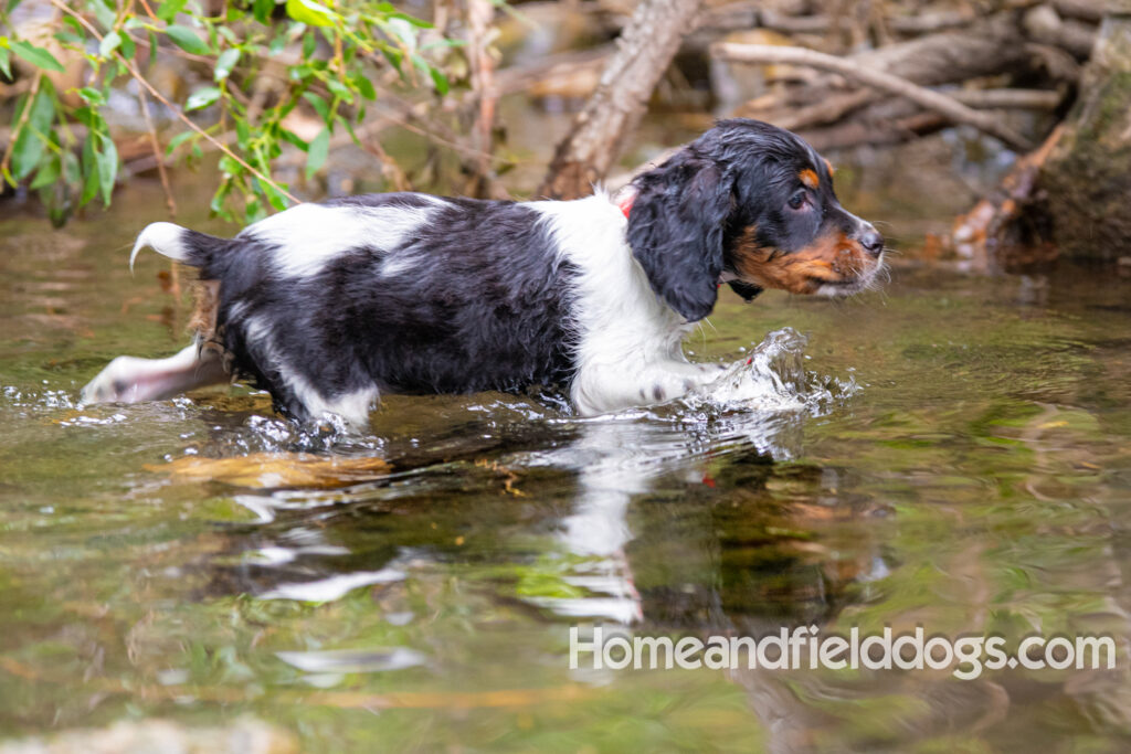 Photos of a French Brittany playing in the stream