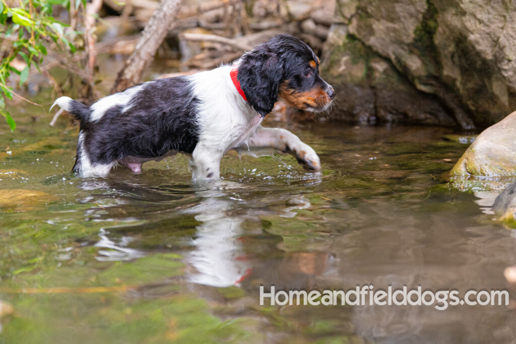 Photos of a French Brittany playing in the stream