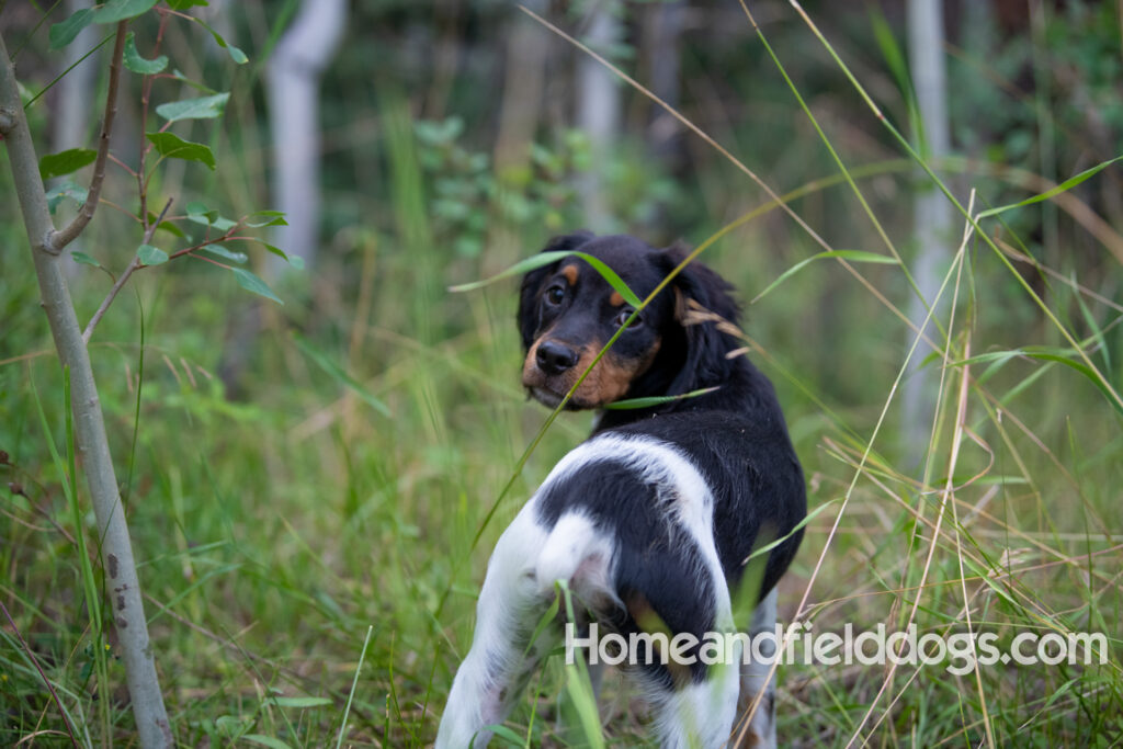 Pictures of french brittany puppies playing in the woods