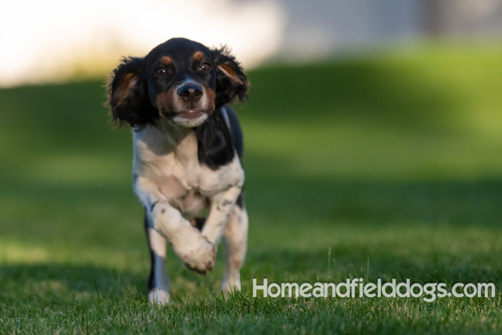 Picture of a young black tricolor french brittany spaniel outside in the park